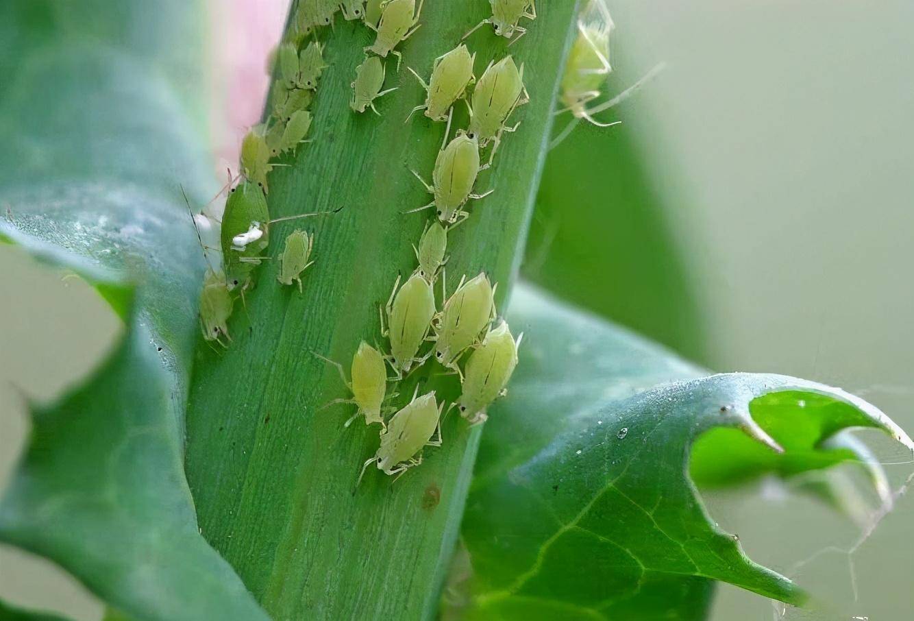 「种植技术」李子常见病虫害,春夏交替季节,李子树如