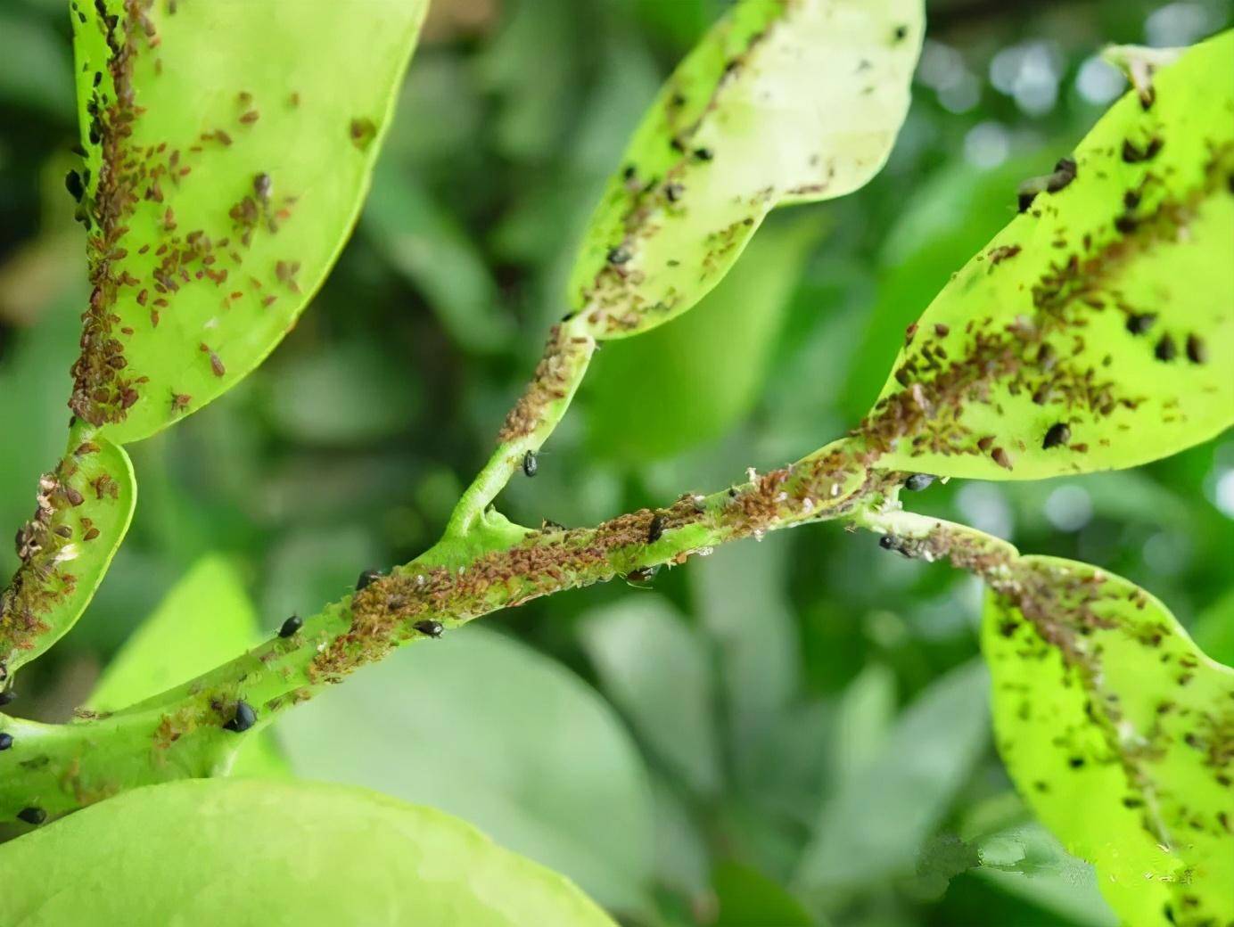 「种植技术」柑橘蚜虫防治,柑橘叶感染蚜虫怎么办?