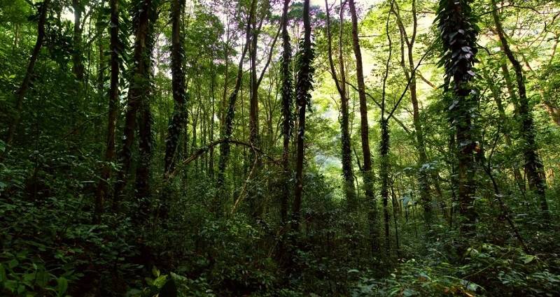走进“人间秘境”，探寻荔波茂兰原生态之美！