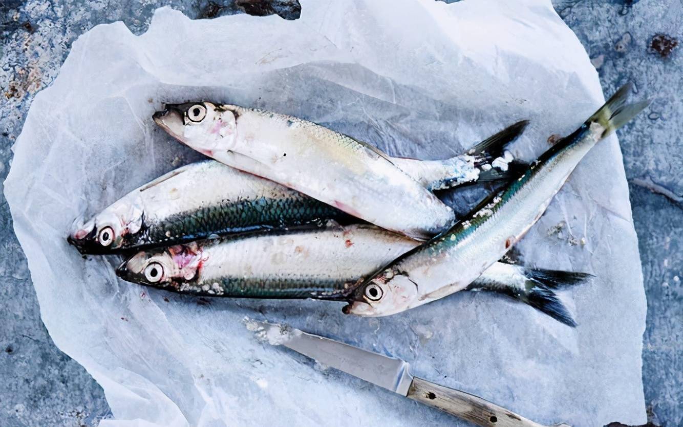 鲱鱼罐头为什么那么臭?瑞典人每年狂吃几百吨,真有那么好吃吗?