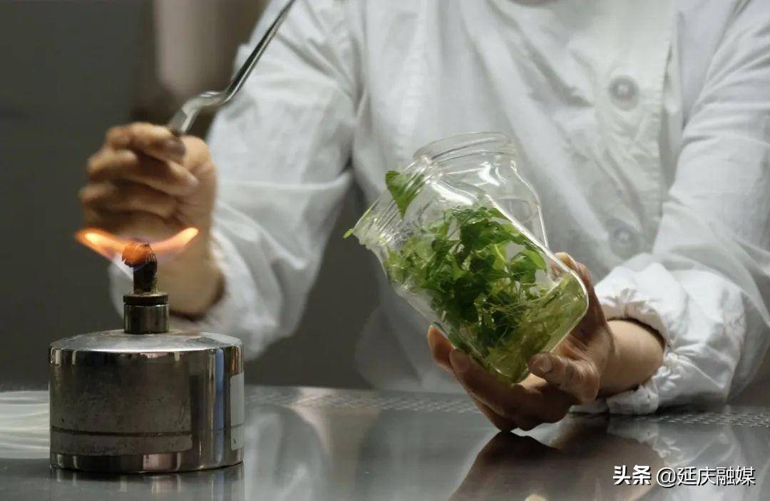 改变模式巧种植 "脱毒"薯苗助力延庆区甘薯产业发展_繁育_种苗_希森