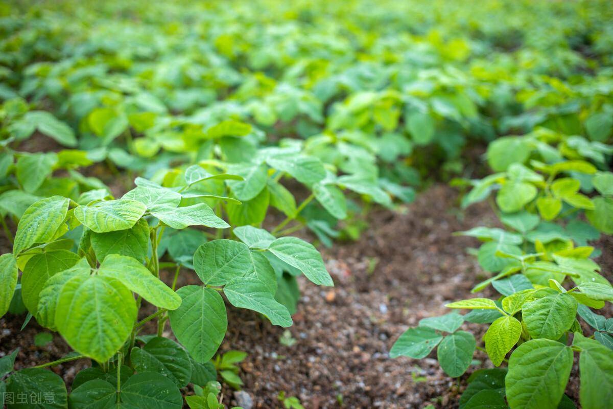 大豆种植病害多,产量少,科学栽培效益增加50%