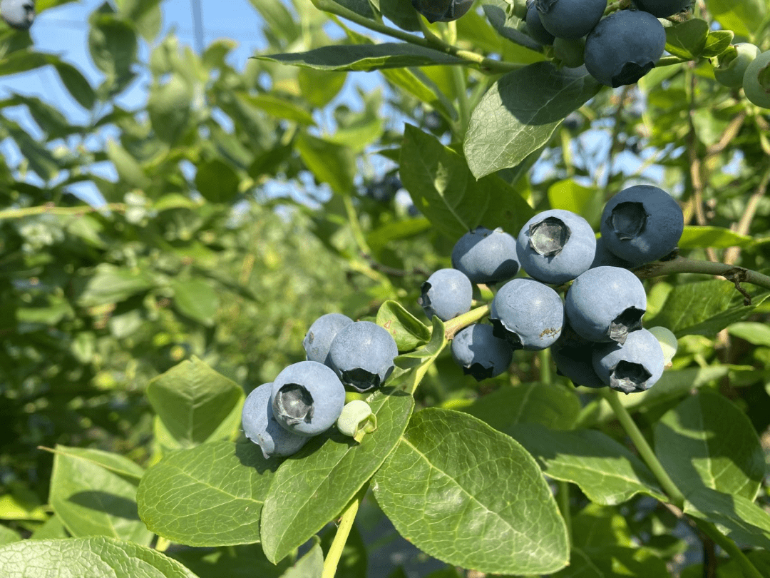 美味"蓝"不住,一起去长白山池西区采摘蓝莓吧!_食用_种植_美景