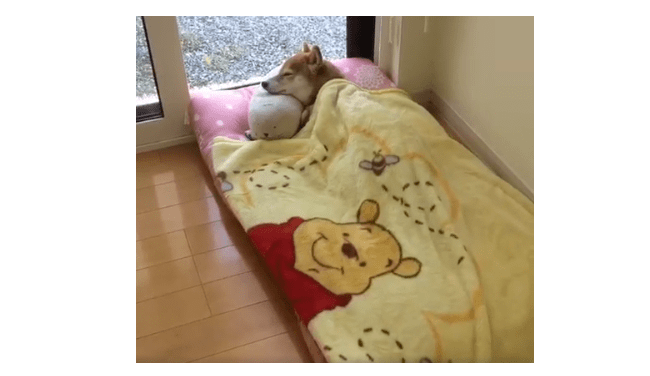 柴犬吹着空调盖着被子躺在床上睡觉,这狗生,真让人嫉妒啊_狗狗_主人