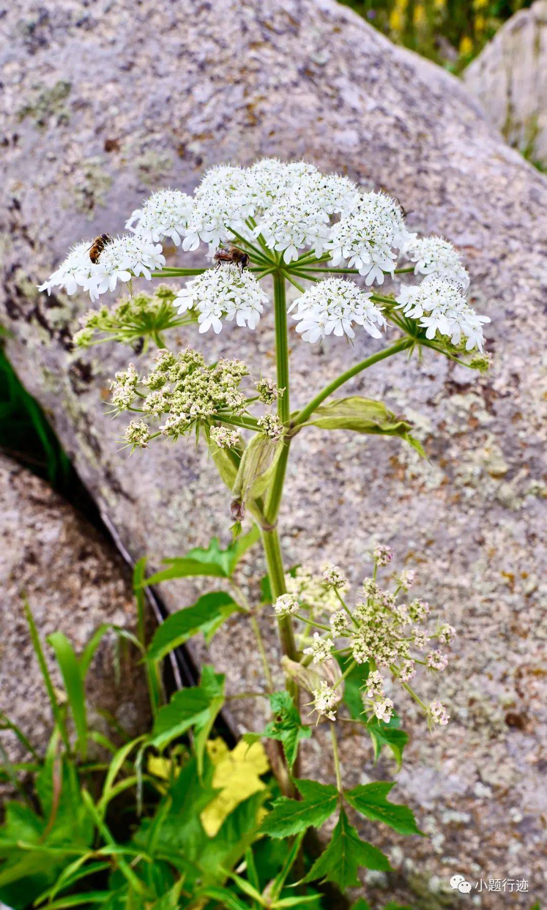 独活,多年生草本植物,祛风止痛拳参(白色),多年生草本植物,有清热解毒