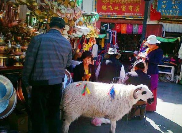 为什么说在西藏看见身挂红、黄、绿布条的牛羊时，不能随意伤害？