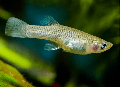 为灭蚊而引进的食蚊鱼,1天捕食2000只蚊子,为何却上了黑名单?