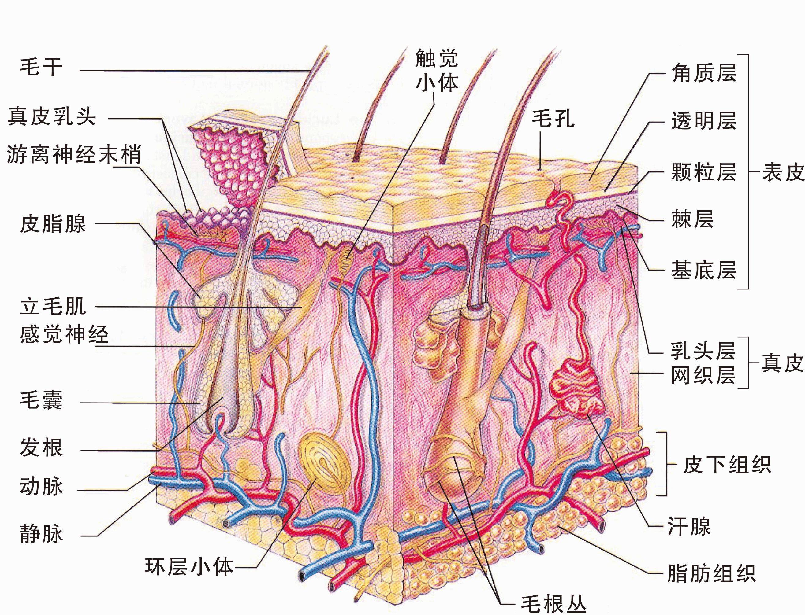 皮下组织层次结构图图片