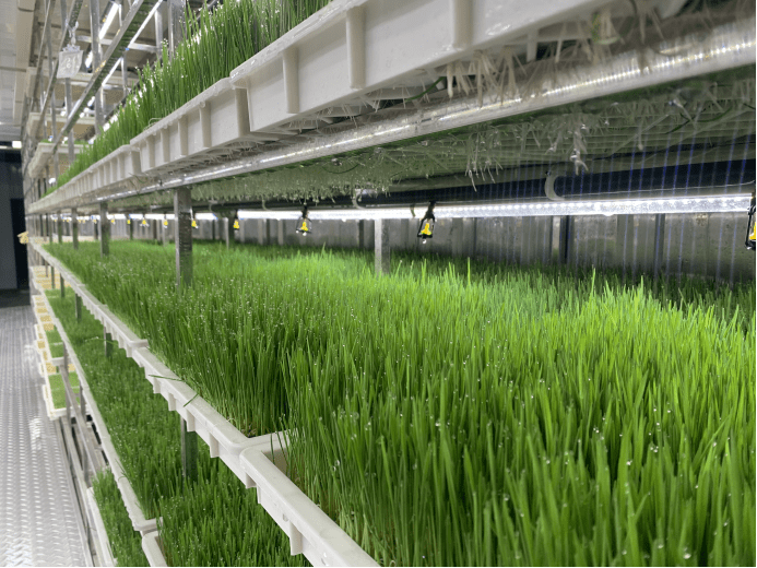 全自动化集装箱无土栽培牧草工厂-饲草短缺解决法_进行_操作控制_生产