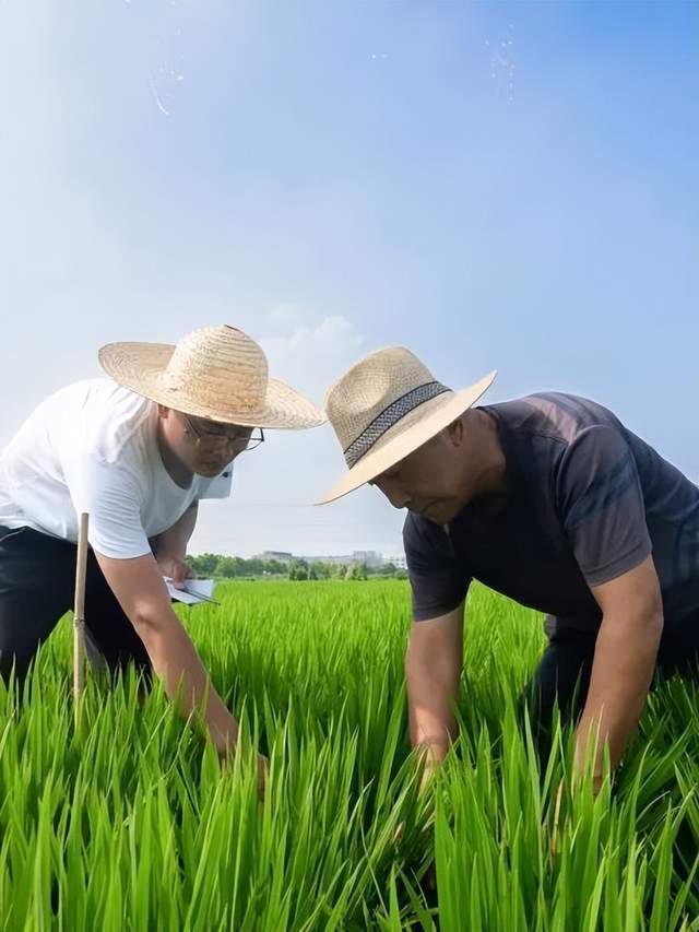 遇见满目的翠绿与生机，探寻无锡惠山前洲夏天的味“稻”