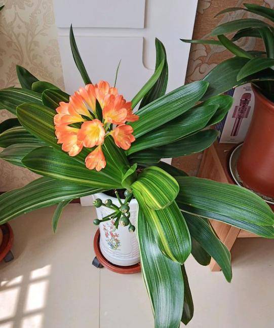想君子兰多冒芽?