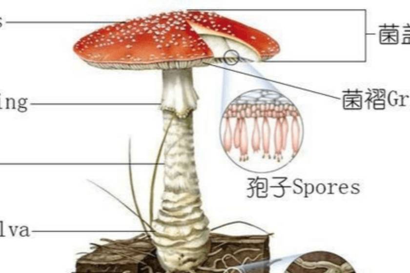 武陵山珍|蘑菇记|以科学的名义,鉴别各种常见食用菌(二)_香菇_白色_种植