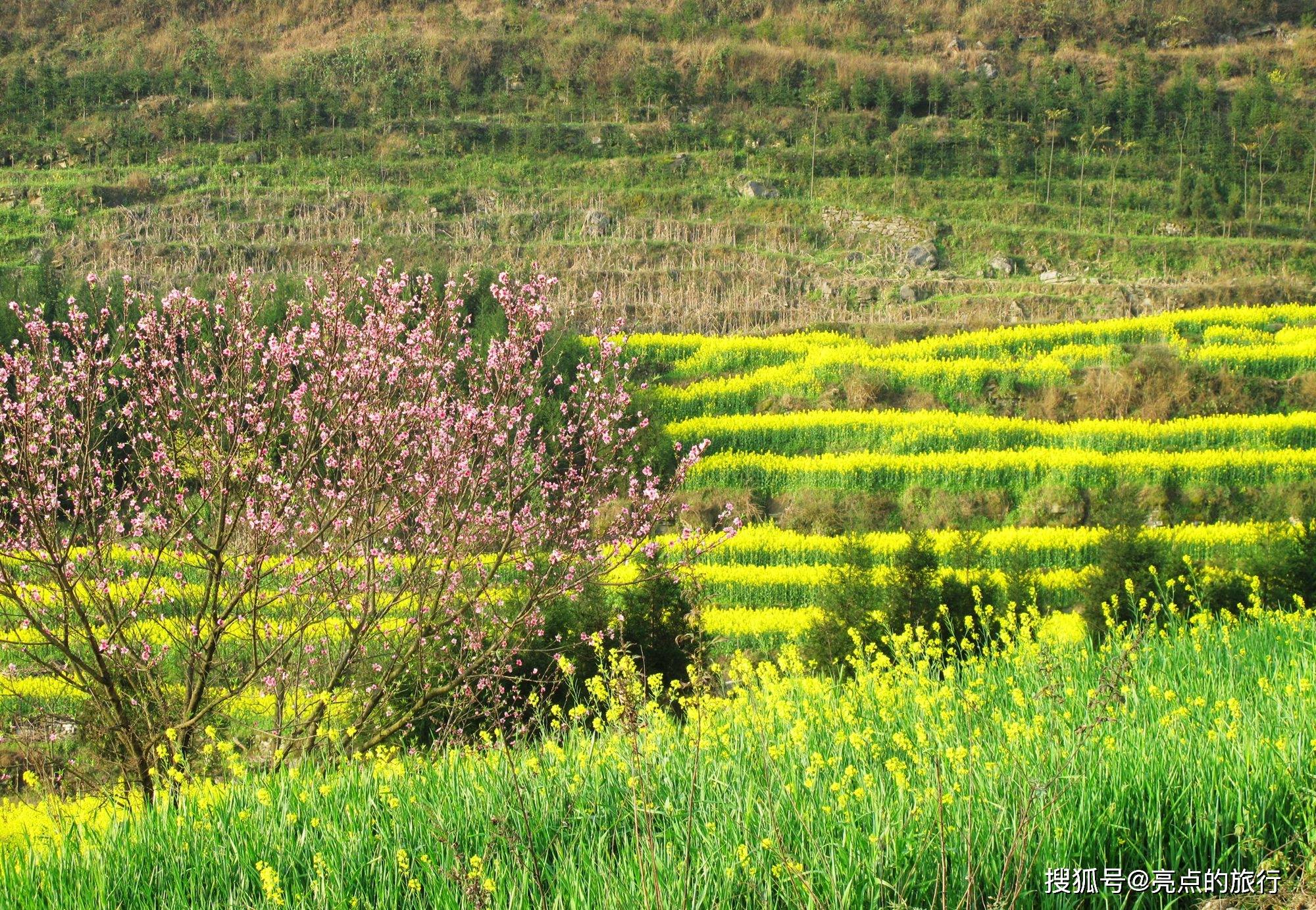 春天的罗平除了油菜花海还有这些好看的地方不能错过,附游玩攻略_九龙