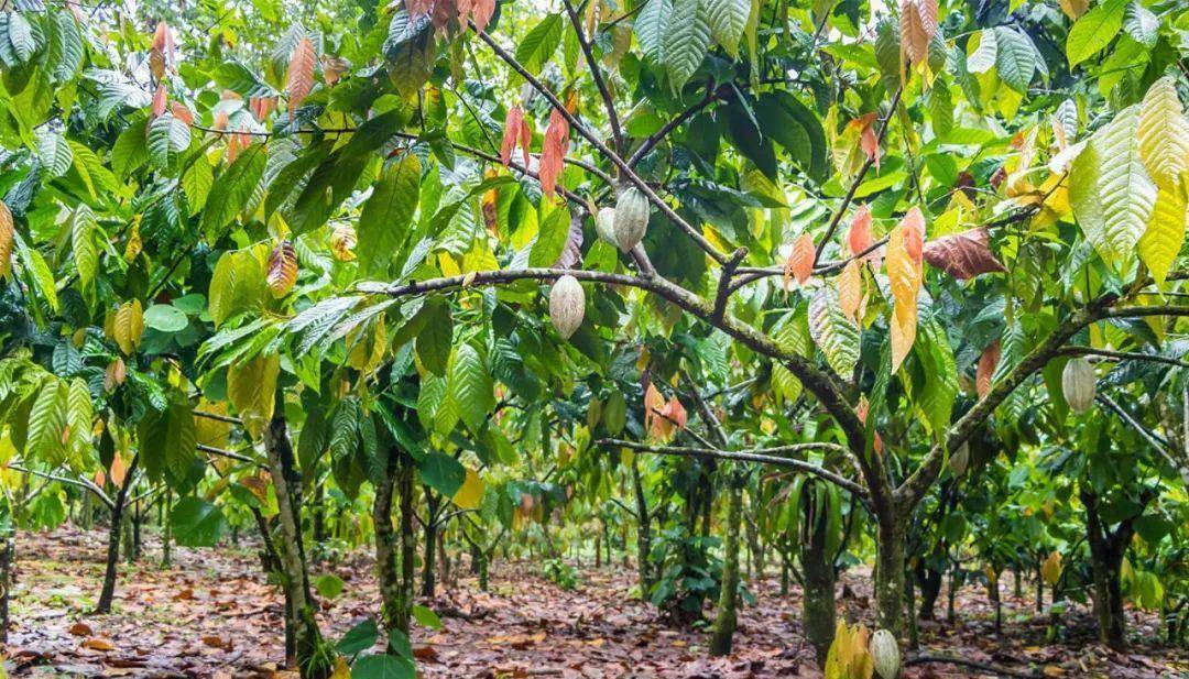 又到情人节,聊聊关于巧克力的冷知识_可可树_欧洲_热带雨林