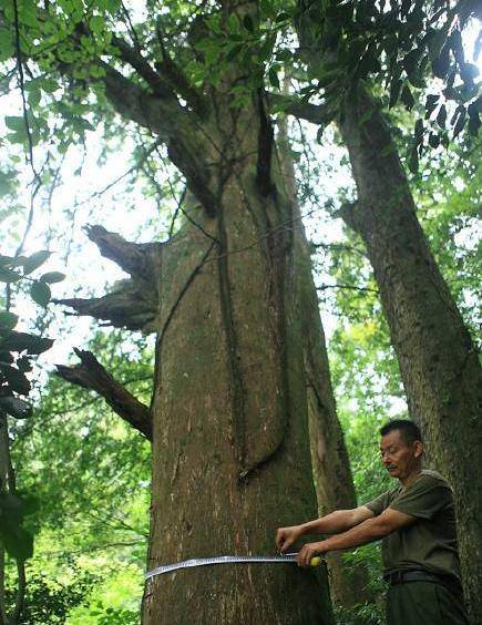 保护一棵370岁的古树,竟然后来才发现它价值不菲_金土云_榧子_红豆杉