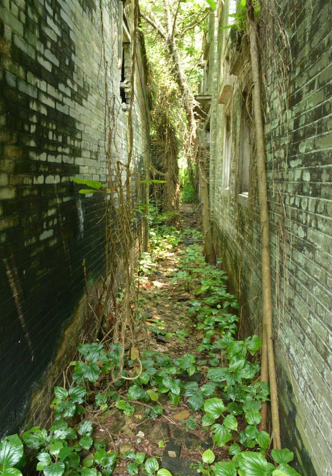 在繁荣的广东大湾区,有一座神秘的无人村_邓边_开平_村落