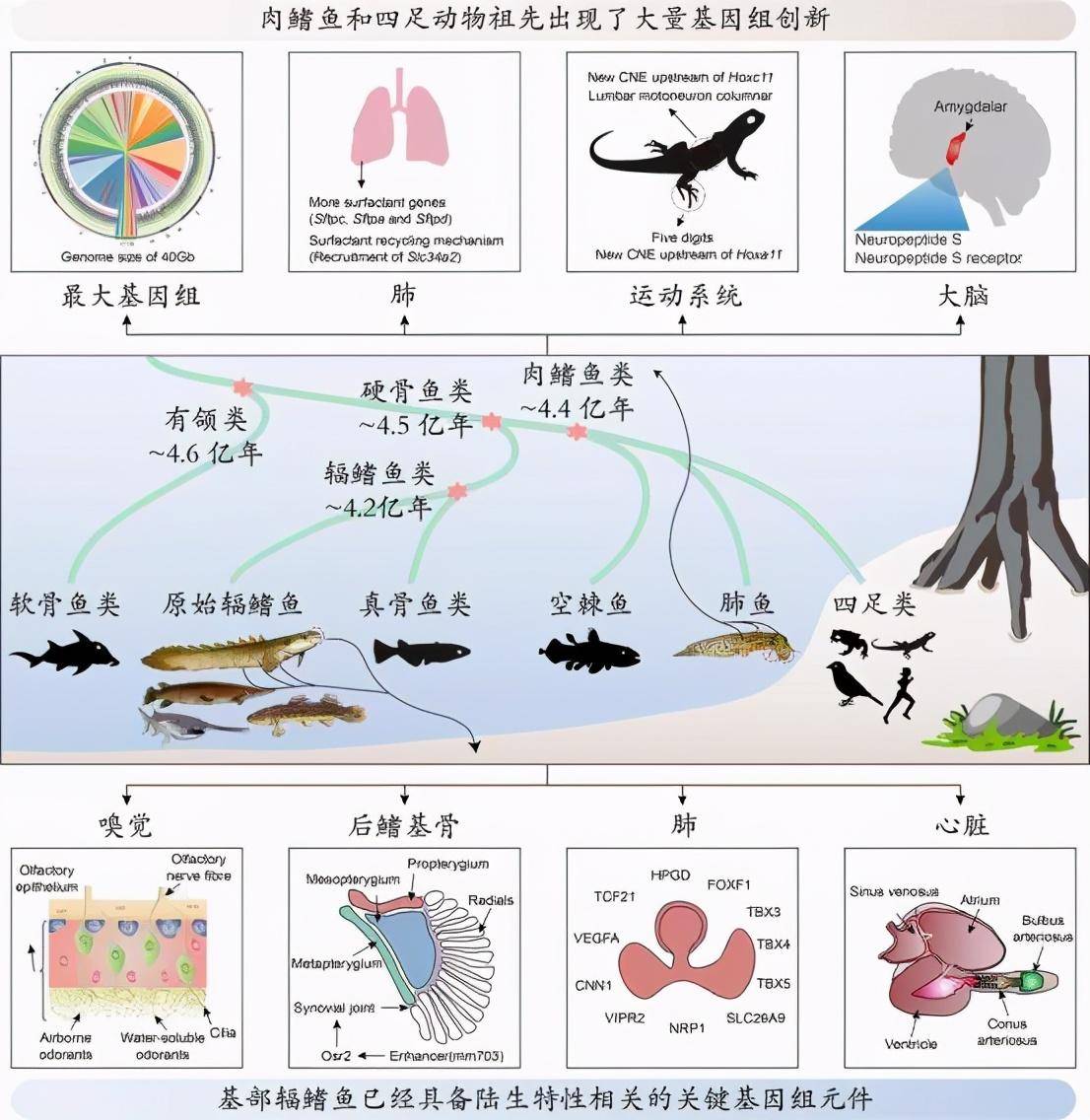 两栖类动物的运动器官图片