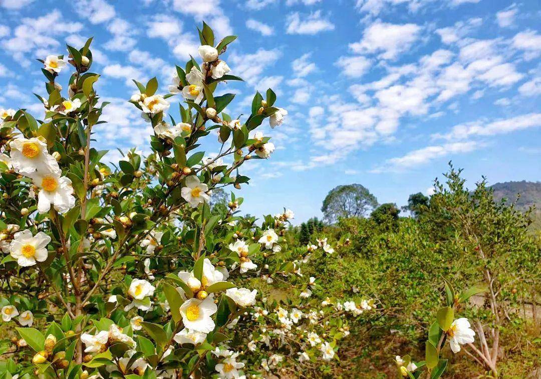 茶籽树,生长在武夷山脉的际洲岛上.