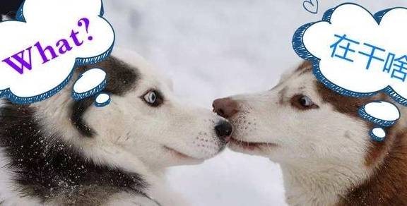 中国和外国狗之间有语言障碍吗?_交流_训练_意思