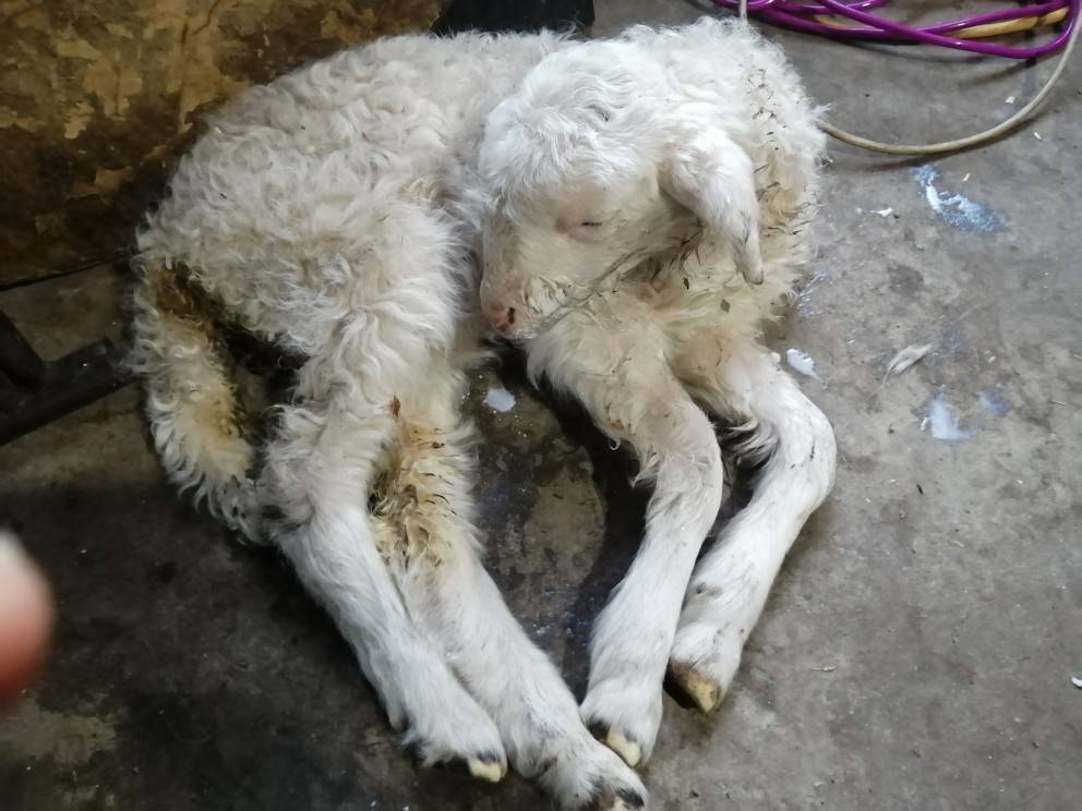 治疗羊拉稀最好方法,这些方法要收藏!_时候_情况_效果