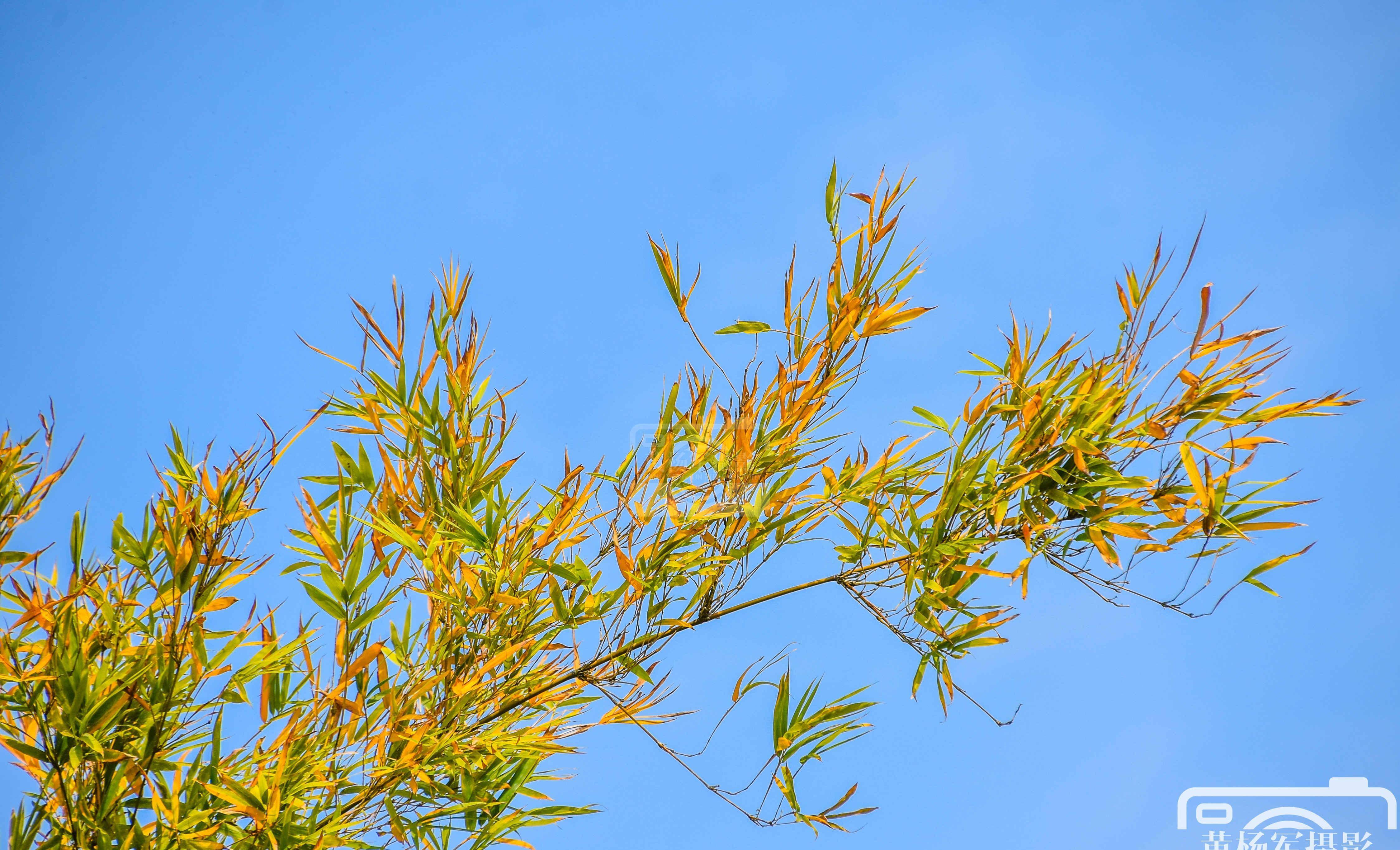 淡蓝天空下色彩动人的黄竹叶,初冬时节的乡村景色非常漂亮_土壤_植物