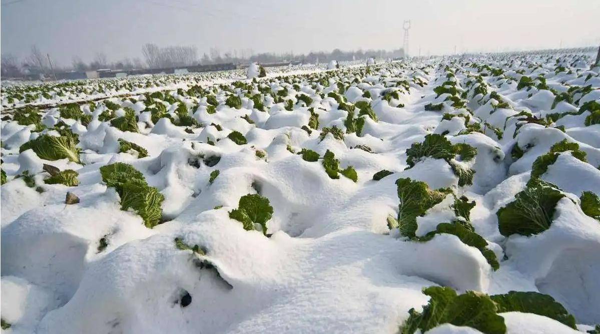 中国医生在南极种菜,他国科考队员赶来蹭饭,种菜真是种族天赋?