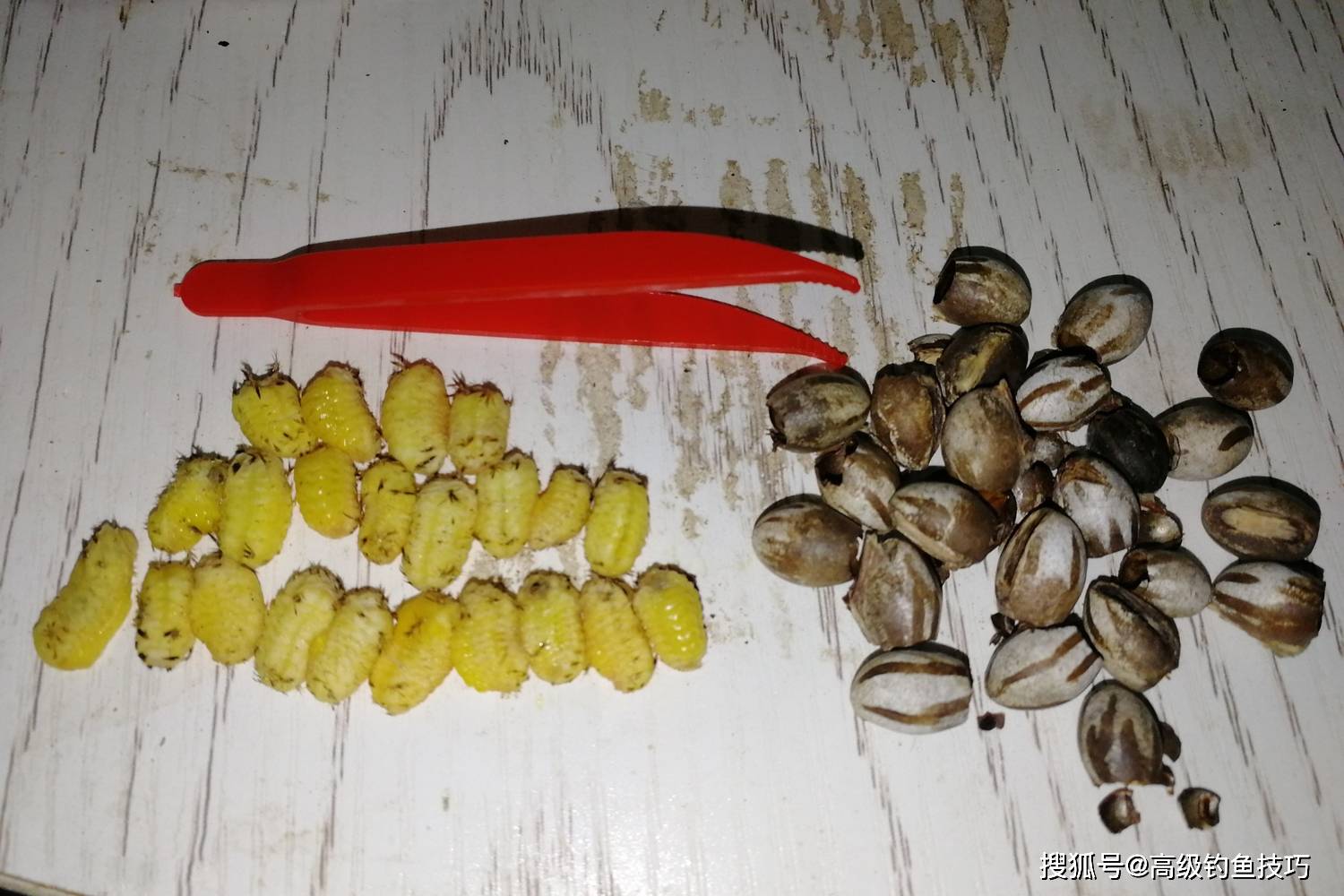 柳根鱼非常喜欢吃洋辣子幼虫,把杨拉罐抠开,用里面的洋辣子幼虫挂钩