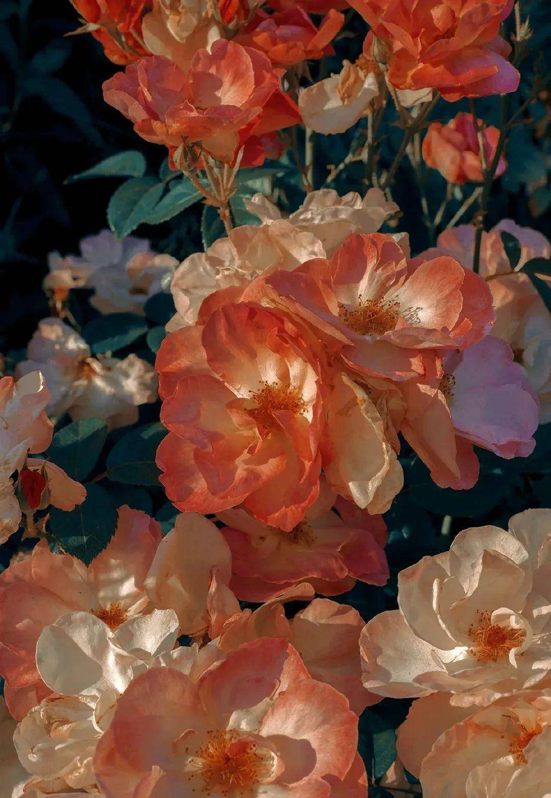 军装下的绕指柔(折纸蚂蚁)6.