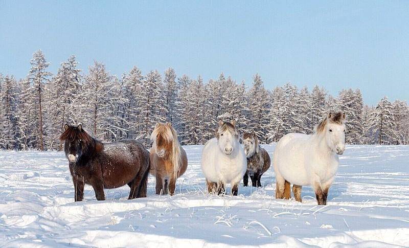 交通工具,皮毛,肉和奶,可以说是养活了住在这极寒地区居民的大功臣!