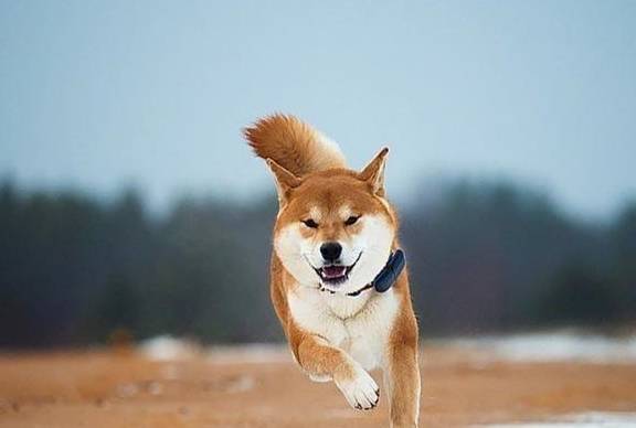 住在俄罗斯的柴狗有狼的气质,他确实是战斗的狗_柴犬_主人_哈士奇