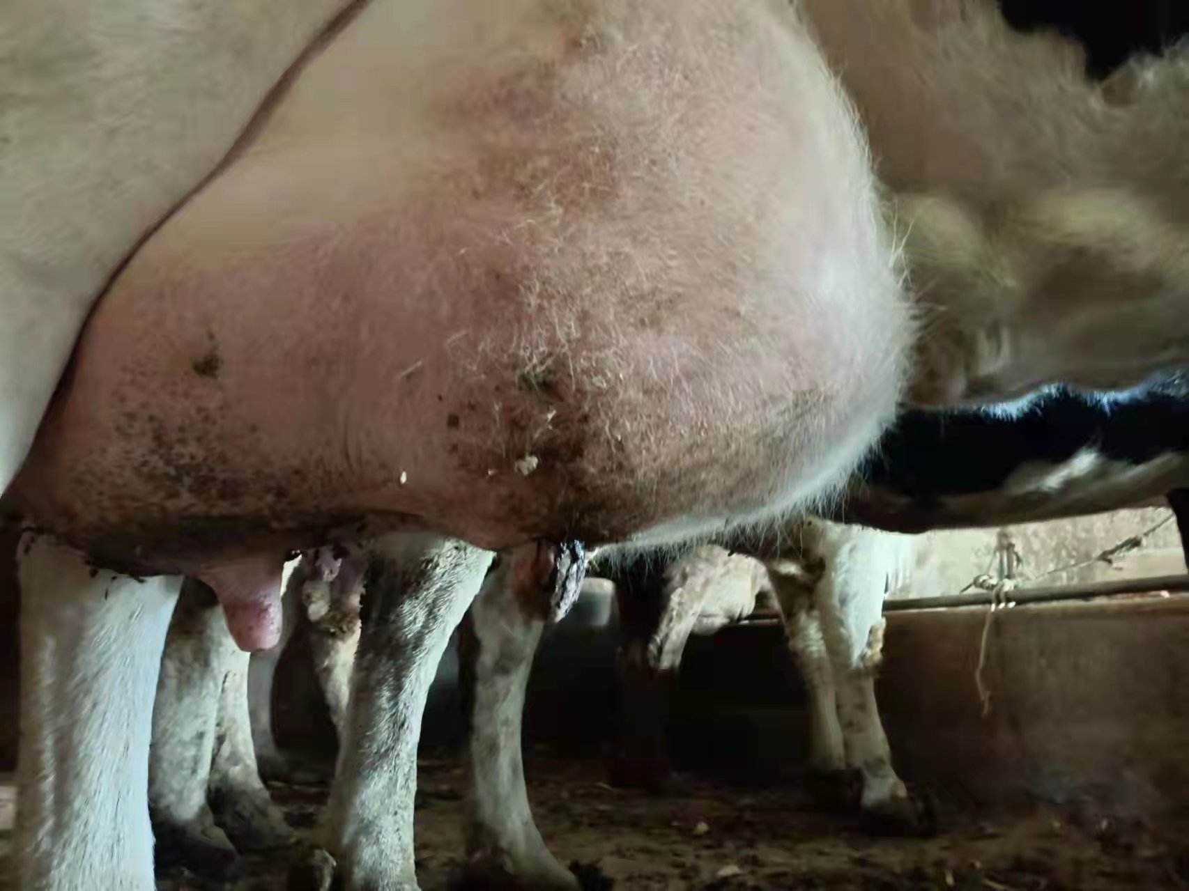 牛乳房炎用什么药效果最好?牛乳腺炎怎么治好得快?赶快收藏!