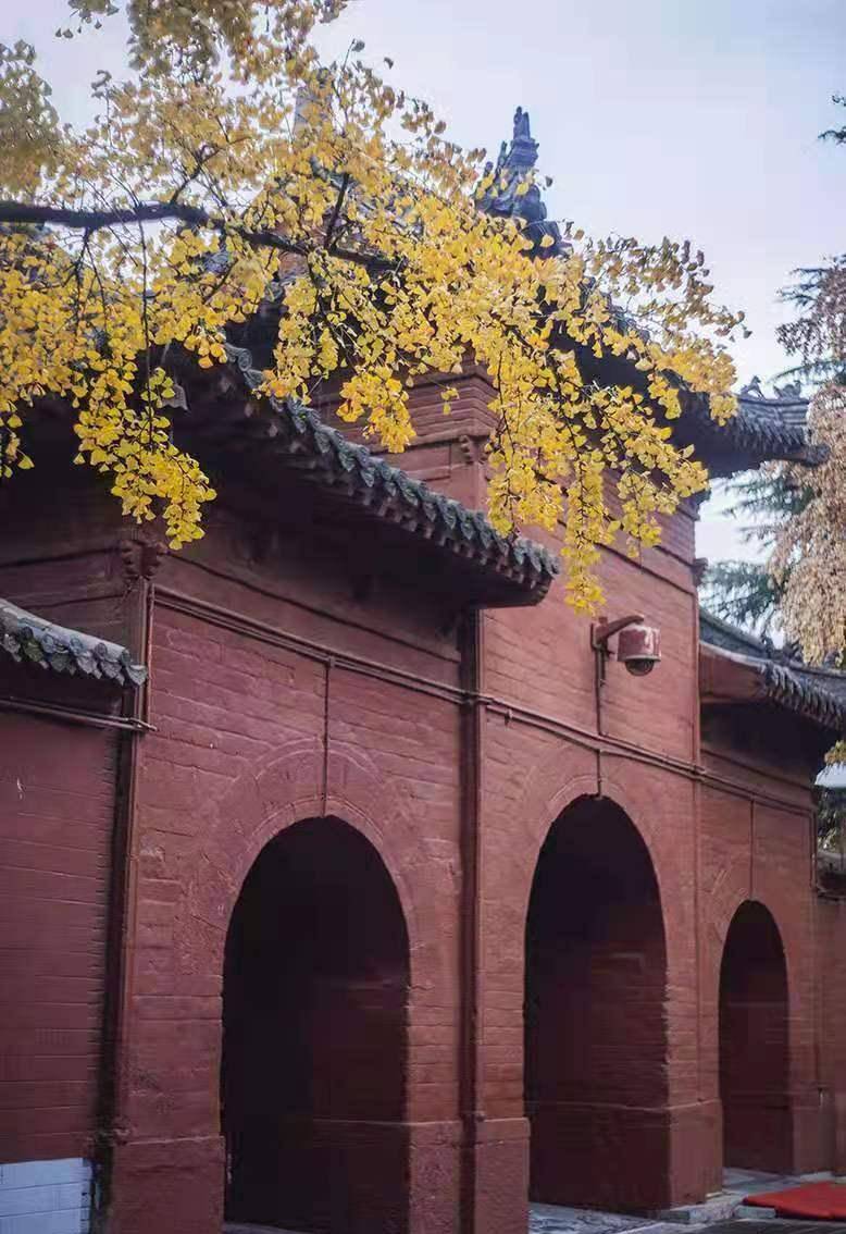 古刹银杏金黄灿灿,尽显古城秋色浓浓_白马寺_洛阳_带着