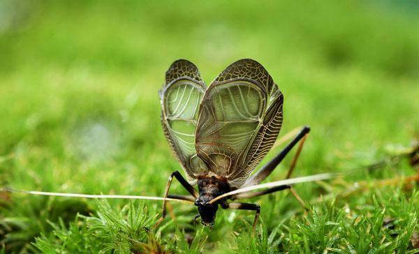 sbike动植物百科:最常见,叫声最好听的十大宠物鸣虫_声音_我国_蝈蝈