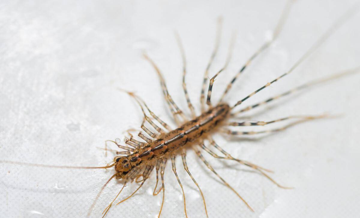 火山蚰蜒入耳的恐怖事件竟是假的!看到千万别打_地方_方法_南通