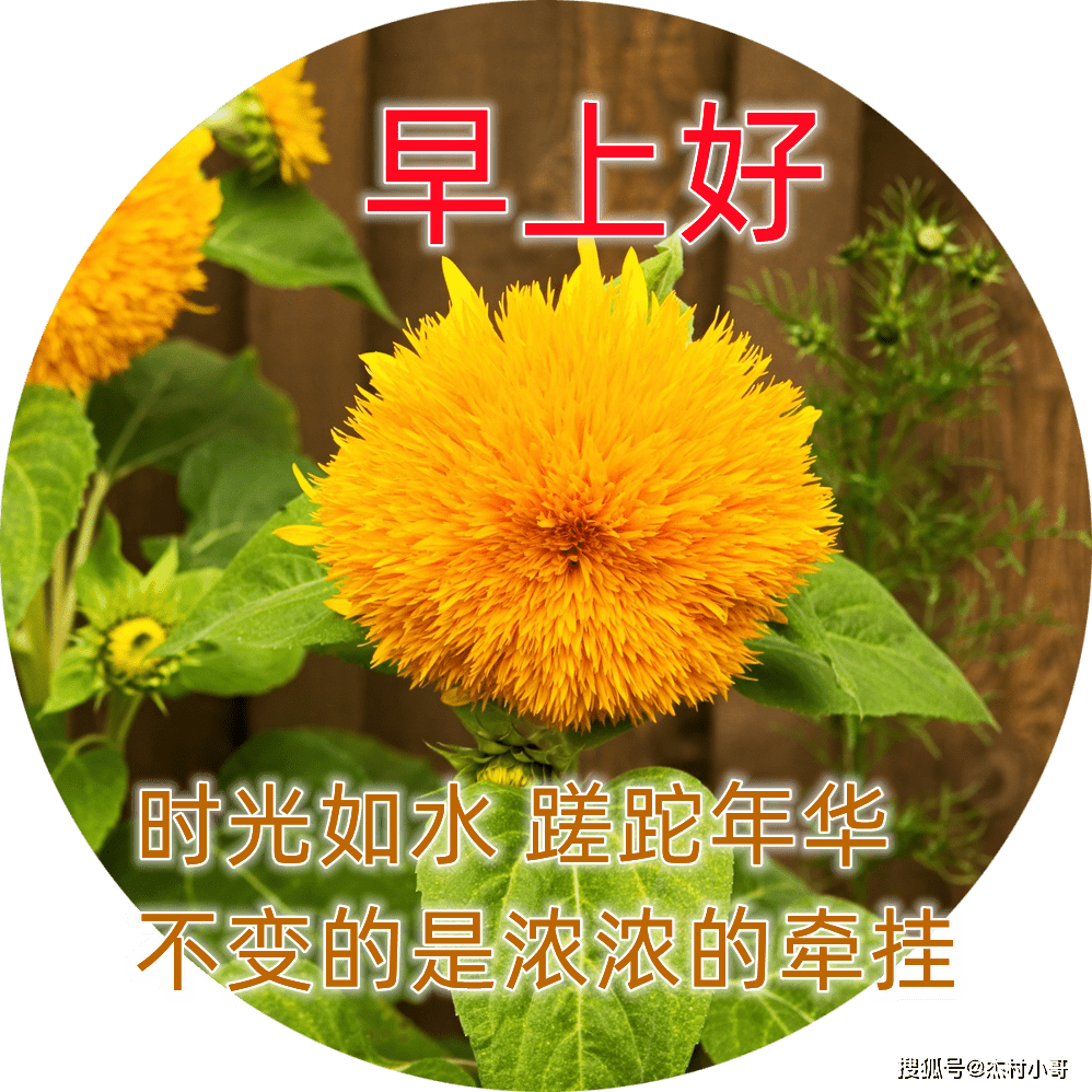 12月31日早晨早安问候动态表情图片 最美早上好祝福动态图片表情_星期