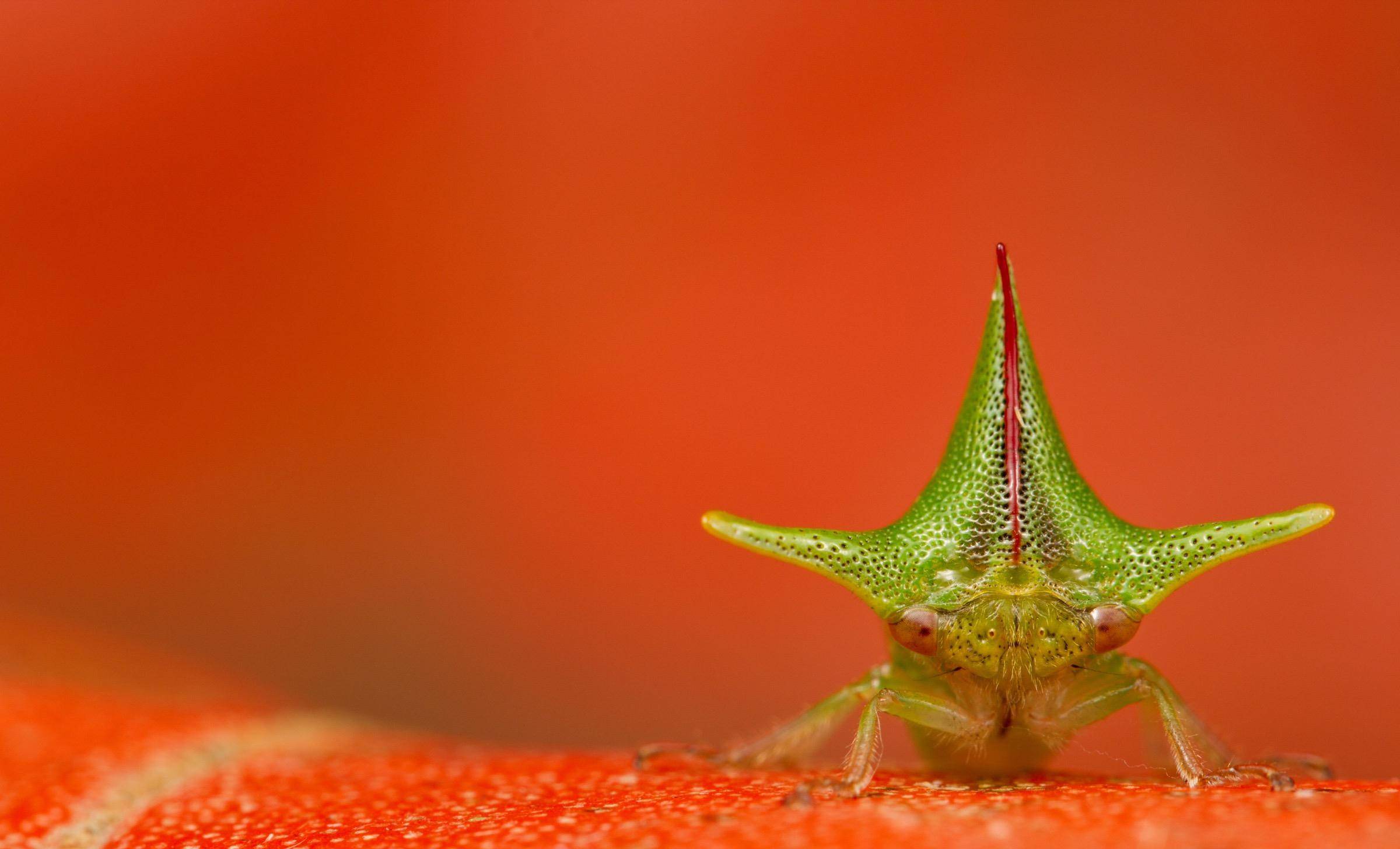 角蝉:花样百出的"时尚,社交达人",却是昆虫中最细