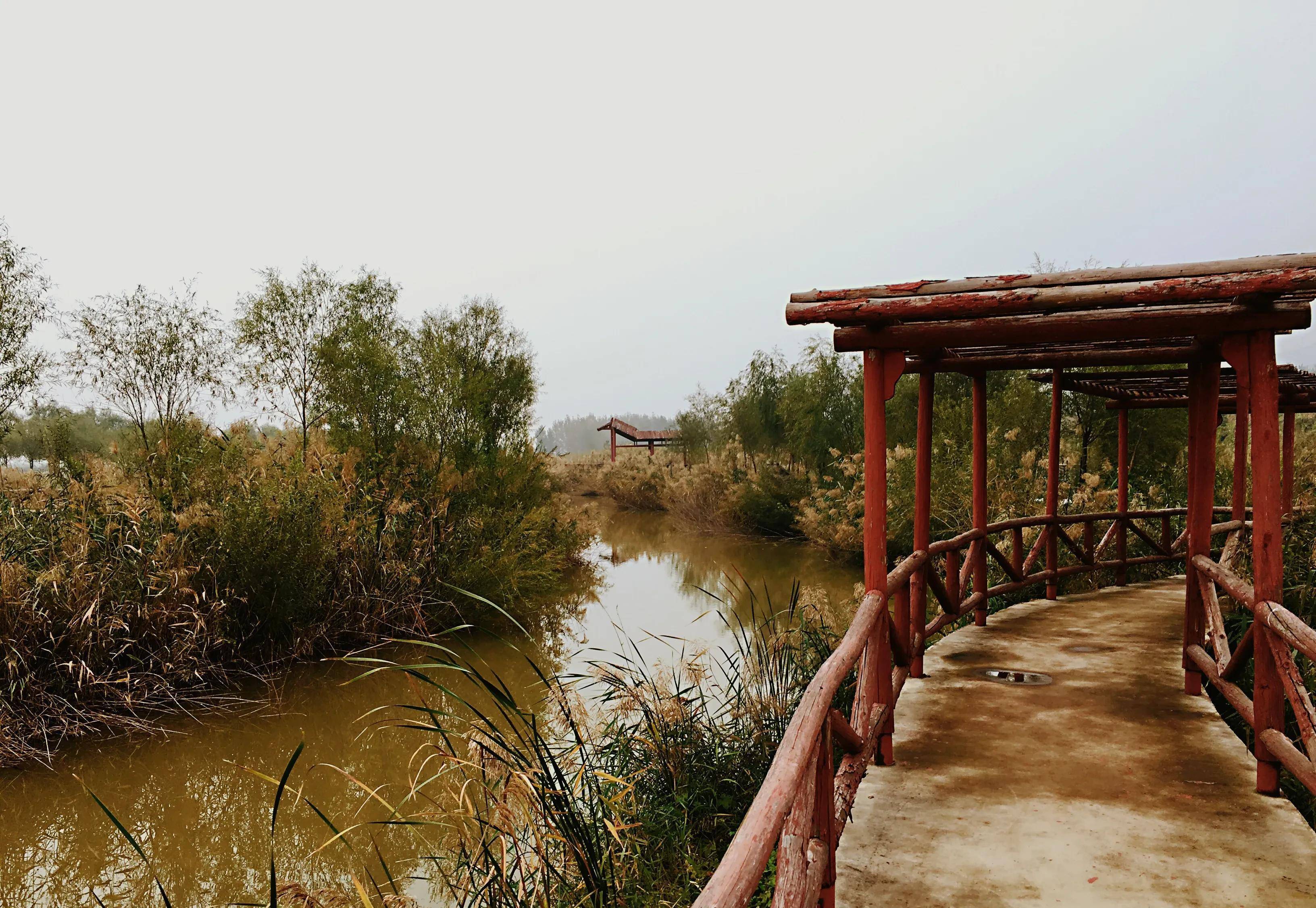 穷游潼关三河口,遍看芦苇三省黄_渭河_黄河_汾河