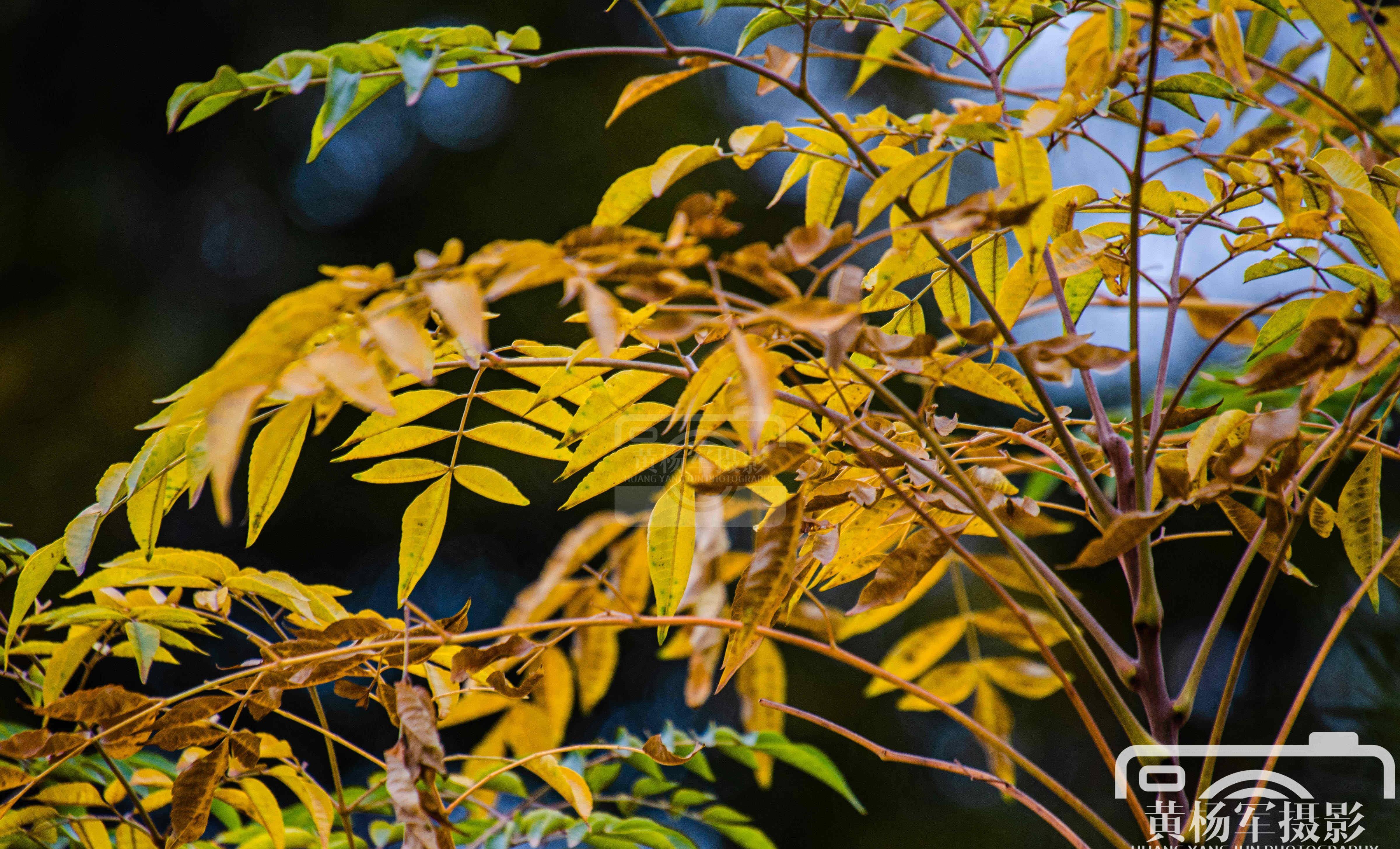 发现乡村美丽迷人的苦楝树叶,冬日金黄的叶子熟悉的景色