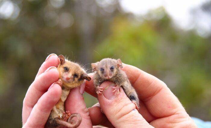 只有拇指大小的澳洲负鼠,捧在手心里的样子太萌了_物种_大火_袋鼠
