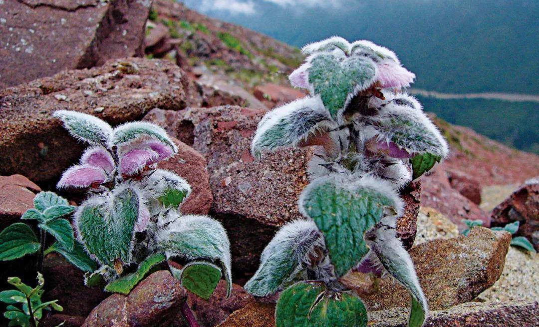 高山流石滩植物图片