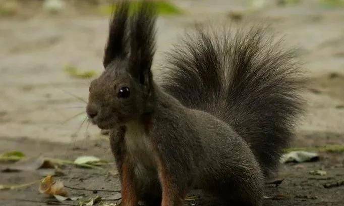 养一只松鼠做宠物是什么样的体验?_咬人_魔王_坚果
