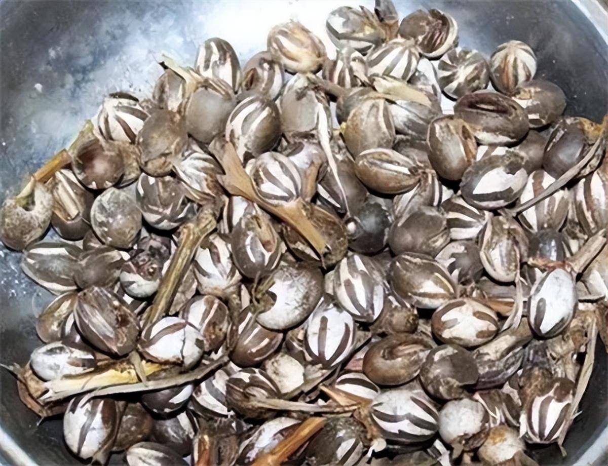 除了酸白菜,东北人还有一种乡愁,叫油爆洋辣子_农村_害虫_味道