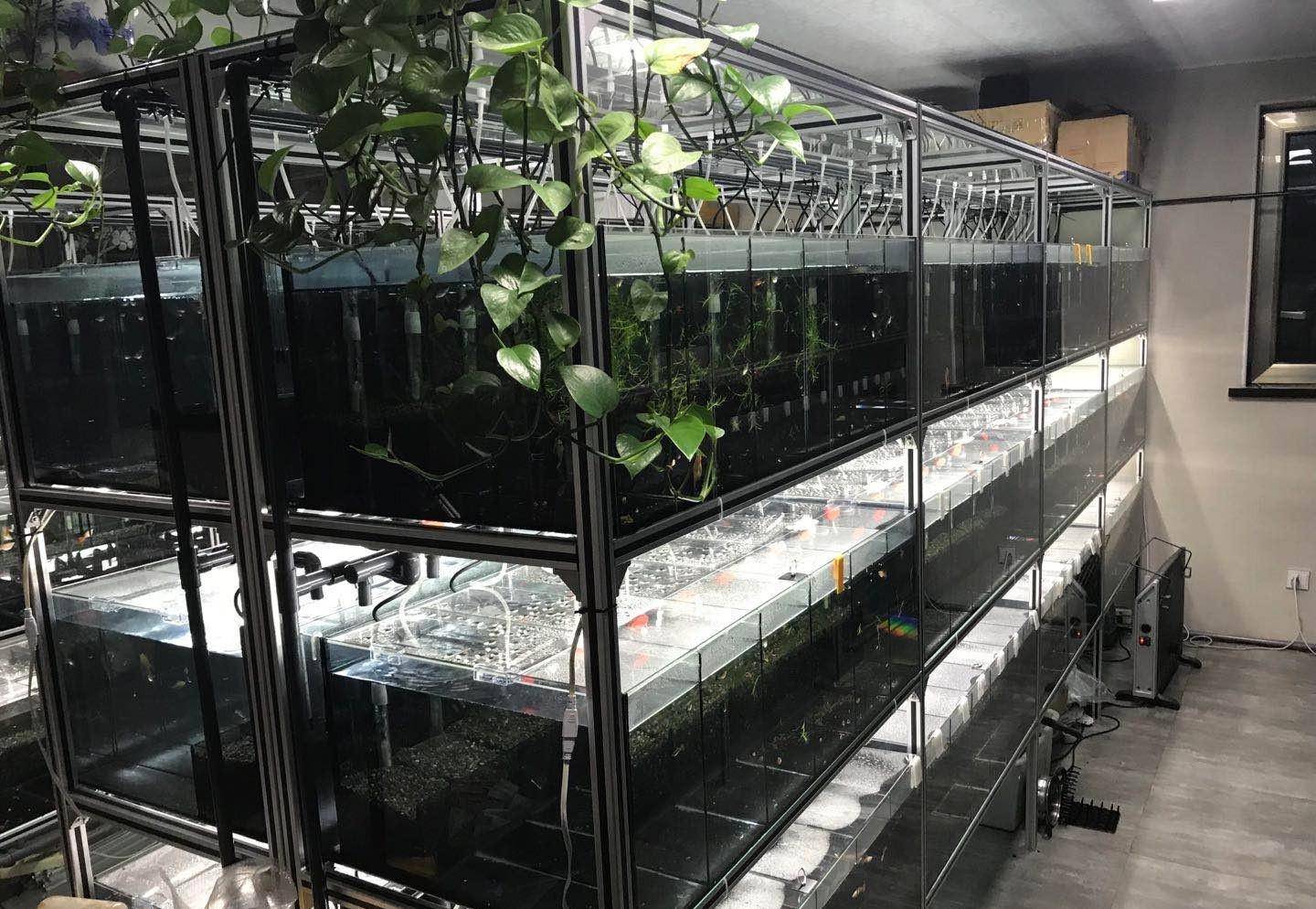 孔雀鱼系统缸是啥样的,对观赏鱼有啥好处,听听张哥怎么说_养殖_鱼缸