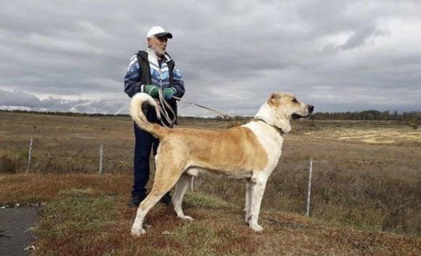 中亚牧羊犬中比较有名的是产于土库曼斯坦的阿拉拜咬狼犬和哈萨克斯坦