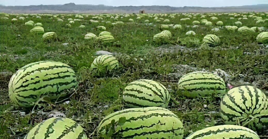 炎炎夏日西瓜是人们消暑解渴的必备水果,西瓜的品种也是五花八门,但要