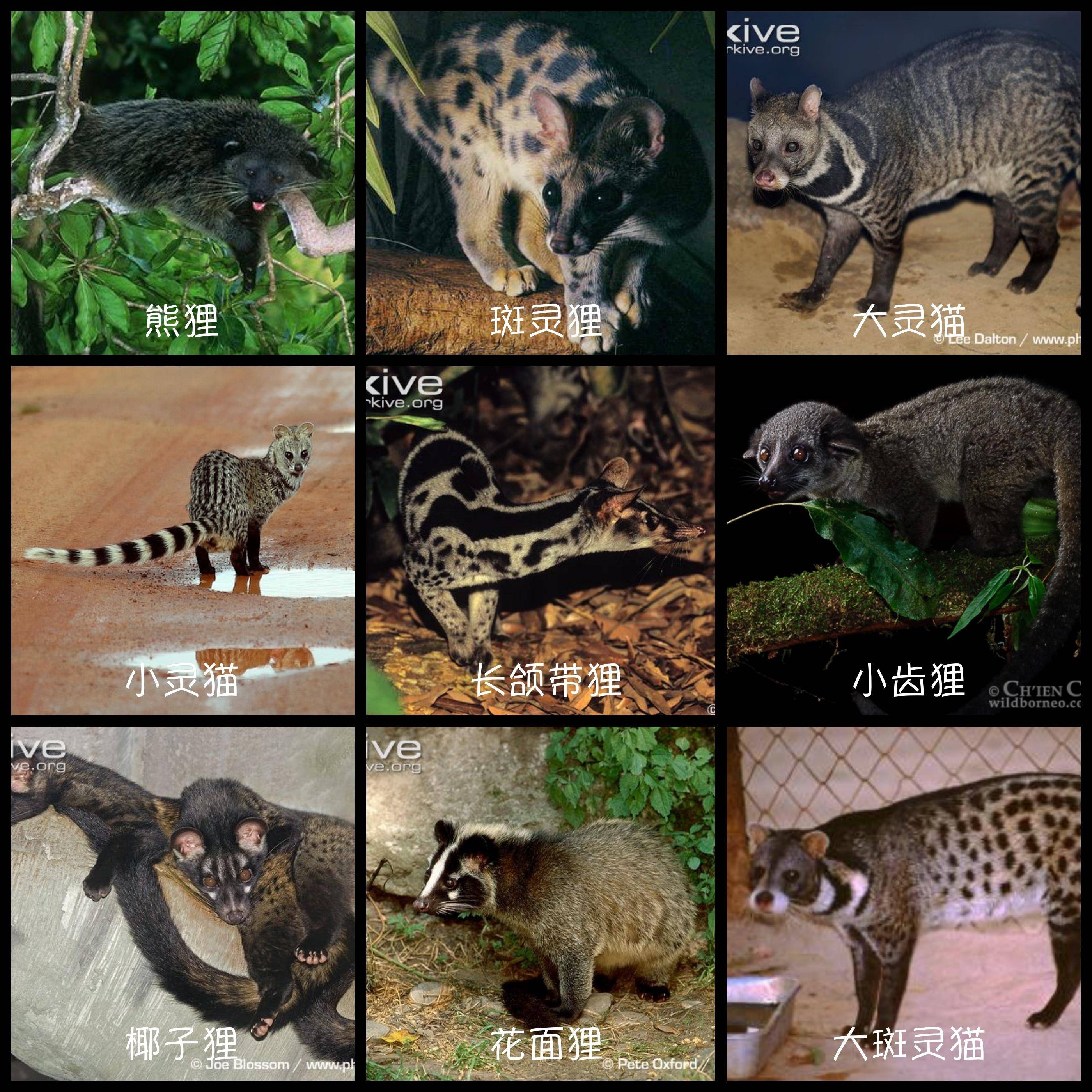 深圳出现"小灵猫",全身灰黑色斑纹像老鼠,最爱钻进古墓去住?