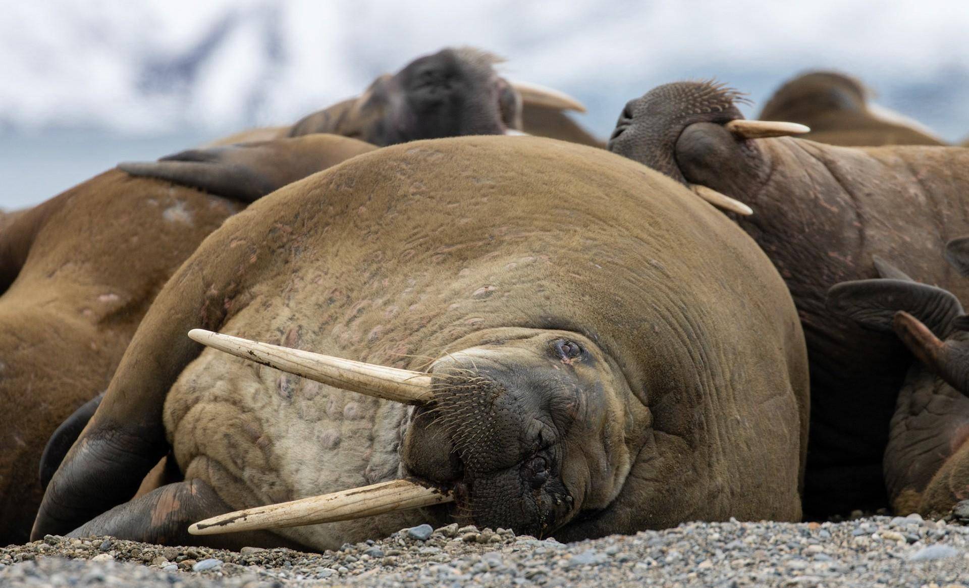 1000个妻妾,0个后代,公海象繁殖期都在干什么_地盘_位置_光棍