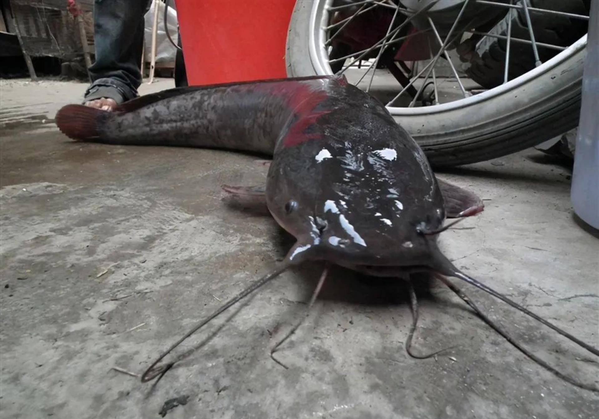 革胡子鲶引进40年后,它走下餐桌,成了入侵我国最成功的外来鱼种_徐某