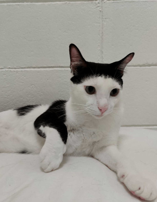 尴尬!这只猫的刘海剪坏了,大家不要告诉他