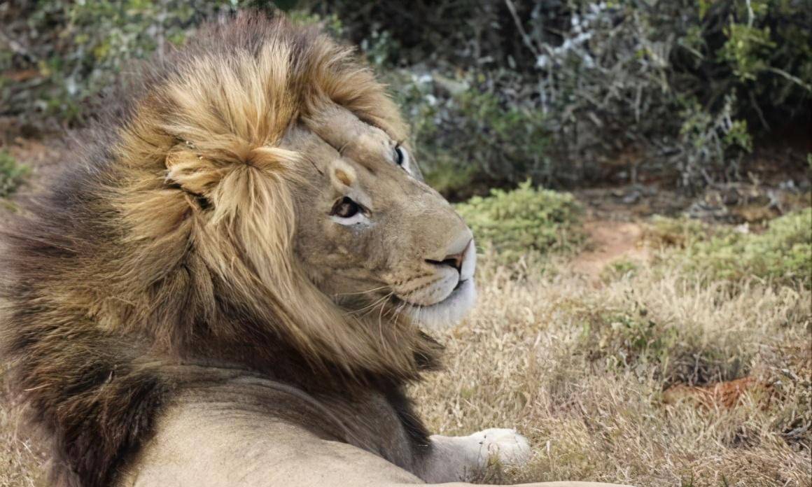 天选之子:杰克雄狮,担负改良狮群基因的艰巨任务,却至今单身_吉尔